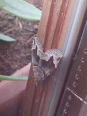 Scotopteryx moeniata