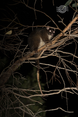 Pseudocheirus occidentalis