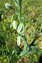 Albuca canadensis