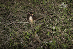 Pseudocheirus occidentalis