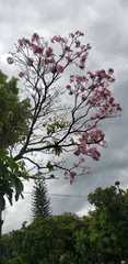 Tabebuia rosea