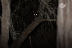 Pseudocheirus occidentalis