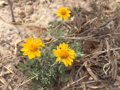 Thymophylla pentachaeta