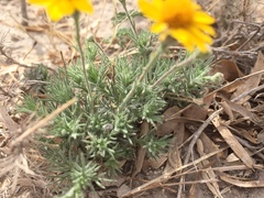 Thymophylla pentachaeta