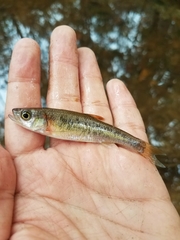 Clinostomus funduloides