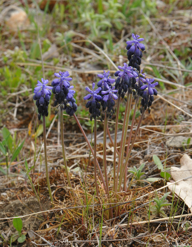 Muscari neglectum