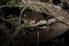 Pseudocheirus occidentalis