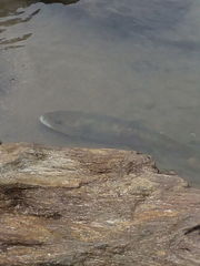 Salmo marmoratus
