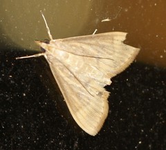Protonoceras mitis