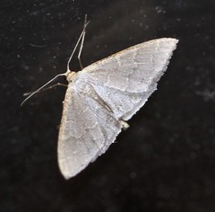 Idaea coercita