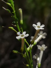Freylinia longiflora