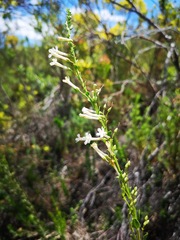 Freylinia longiflora