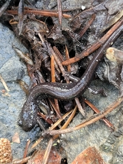 Plethodon stormi