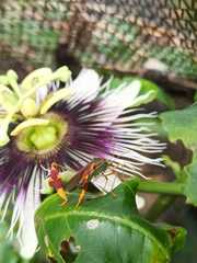 Anisoscelis scutellaris