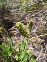 Echiostachys ecklonianus