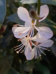 Oenothera lindheimeri