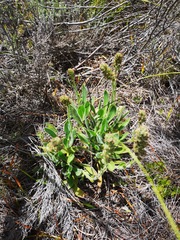 Echiostachys ecklonianus