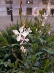 Oenothera lindheimeri
