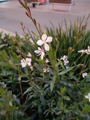 Oenothera lindheimeri