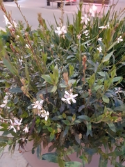Oenothera lindheimeri