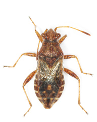 Rhopalus conspersus