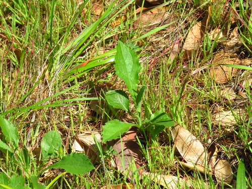 Rough-leaved Aster foliage