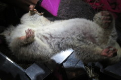 Cheirogaleus