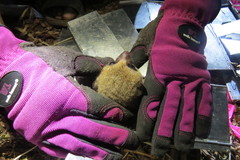 Cheirogaleus
