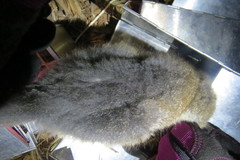 Cheirogaleus