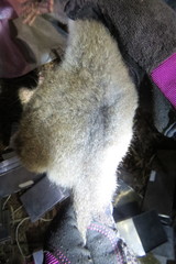 Cheirogaleus