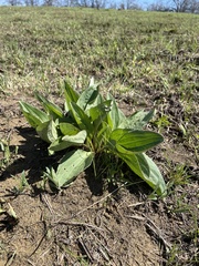 Arnoglossum plantagineum