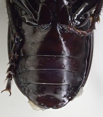 Pterostichus isabellae
