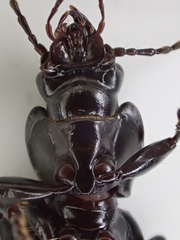 Pterostichus isabellae