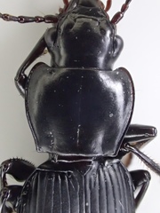 Pterostichus isabellae