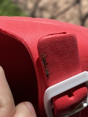 Dilophus tibialis breviceps