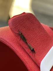 Dilophus tibialis breviceps