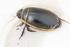 Dytiscus harrisii