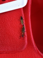 Dilophus tibialis breviceps