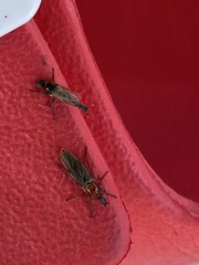 Dilophus tibialis breviceps