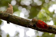 Dryobates sanguineus