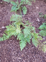 Dryopteris erythrosora