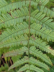 Dryopteris erythrosora