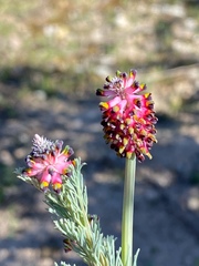 Platycapnos spicata