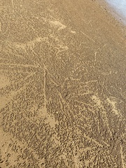 Mictyris longicarpus