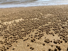 Mictyris longicarpus