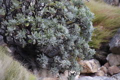 Euryops pectinatus pectinatus