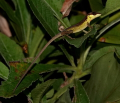 Anolis notopholis