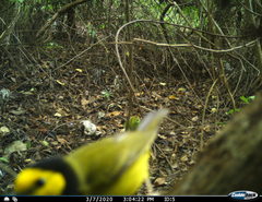 Setophaga citrina