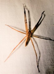 Pisaurina