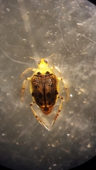 Peltodytes duodecimpunctatus